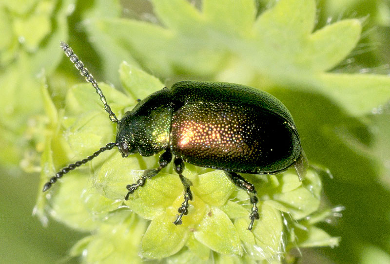 Chrysomelidae: Gastrophysa viridula